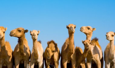 ऊँट संरक्षण के क्षेत्र में " मॉडल स्टेट राजस्थान" - उष्ट्र संरक्षण योजना के अंतर्गत गत एक माह में 16000 से अधिक ऑनलाइन हुए प्राप्त - 0-2 माह के टोडियों के जन्म पर 5000-5000 की दो किस्त प्रोत्साहन राशि सीधे ही की जा रही बैंक खाते में हस्तांतरित