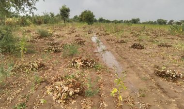 गलत समय की बारिश से धुन्धाडा के किसानों को भारी नुकसान