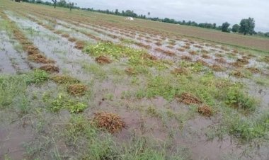 बरसात से कटाई के बाद रखी फसल खराब होने पर मिल सकेगा बीमा क्लेम, 72 घण्टे में देनी होगी सूचना