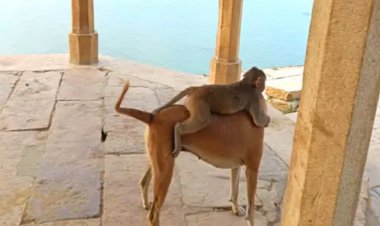 जैसलमेर में बंदर और कुत्ते की दोस्ती का अनोखा नजारा