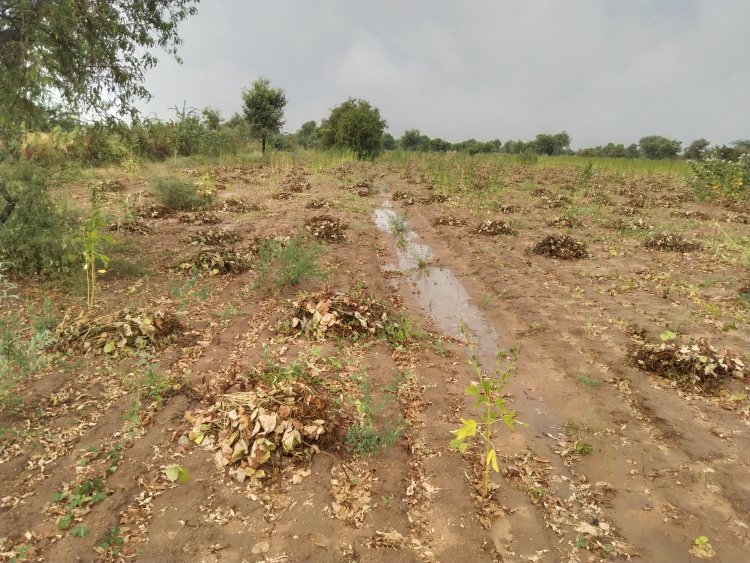 गलत समय की बारिश से धुन्धाडा के किसानों को भारी नुकसान