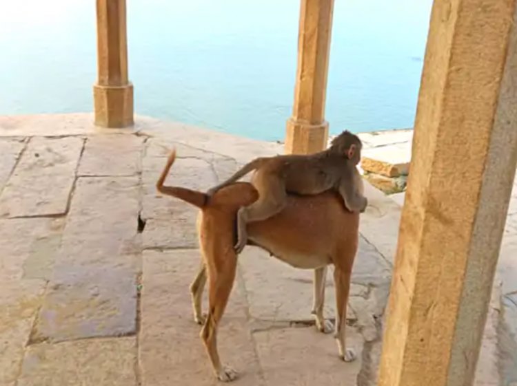 जैसलमेर में बंदर और कुत्ते की दोस्ती का अनोखा नजारा