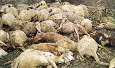 मारवाड़ जंक्शन: सिचाना गांव में अज्ञात कारणों से 60 भेड़ों की मौत, पशुपालक पर दुखों का पहाड़ टूटा