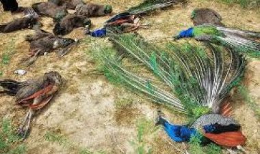 लुणी क्षेत्र में 20 राष्ट्रीय पक्षी मोरों की मौत, ग्रामीणों में रोष!